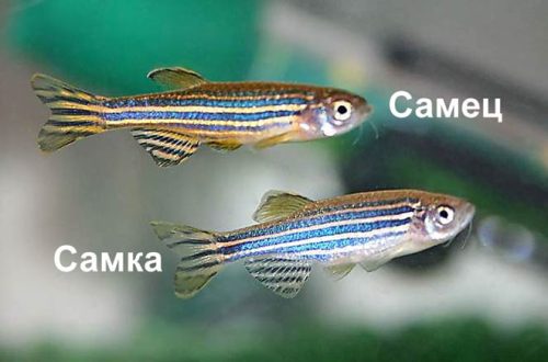 How to distinguish a female from a male Danio