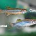 Breeding and reproduction of Danio fish