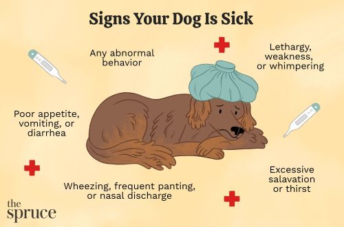 How to distinguish a sick dog from a healthy one