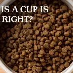 How to divide the daily portion of food if you feed the dog in class?