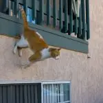 How to ensure the safety of a cat in an apartment?