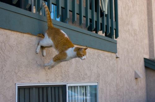 How to ensure the safety of a cat in an apartment?