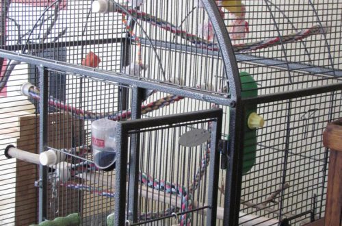 How to equip a cage for a parrot