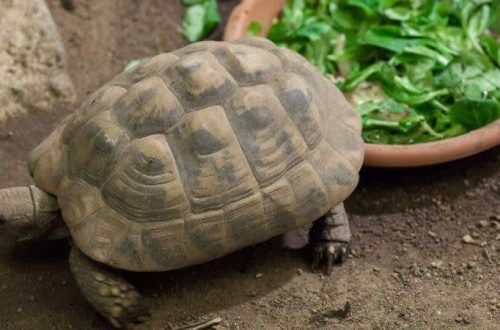 How to equip a terrarium for a land tortoise