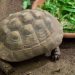 What is the right way to feed turtles?