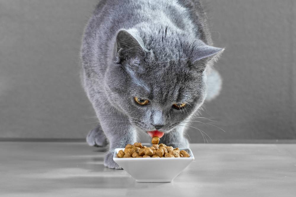 How to feed a cat with sensitive digestion?