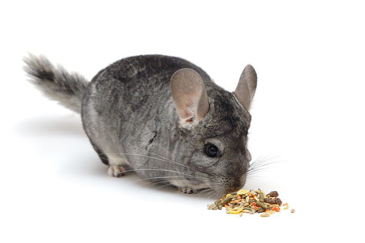 How to feed a chinchilla?