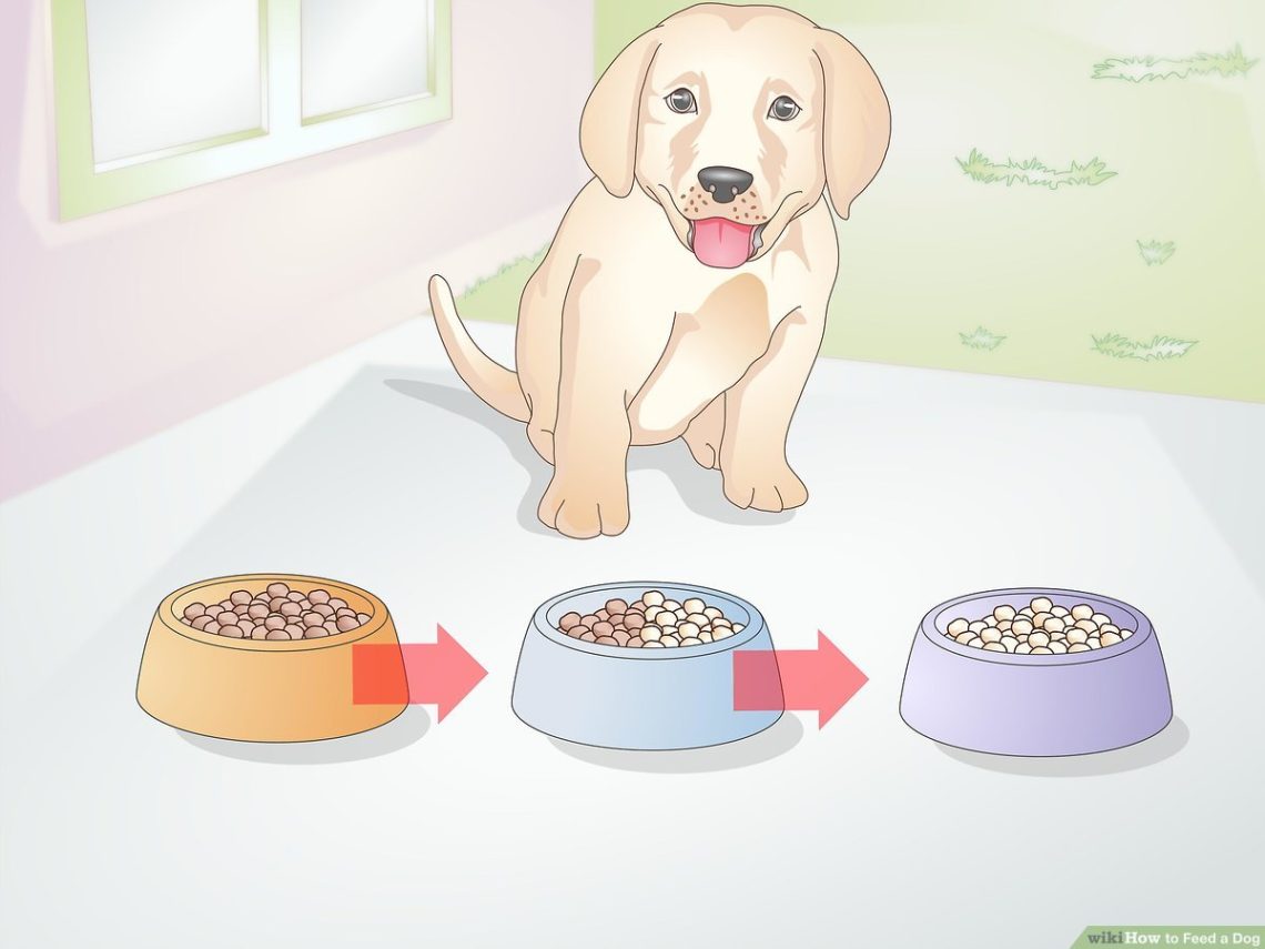 How to feed a dog?