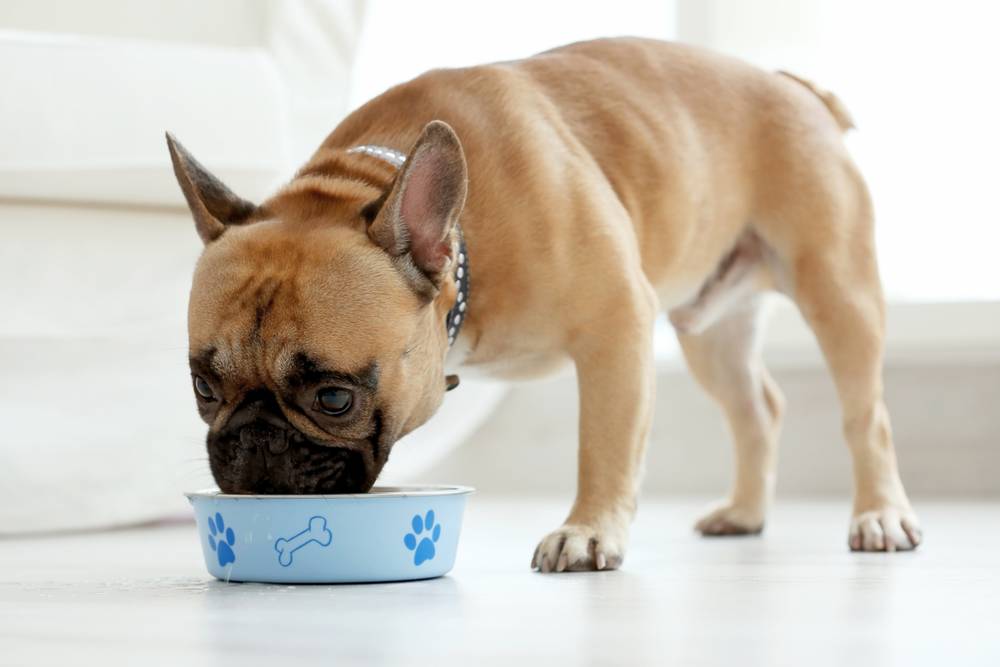 How to feed a dog with sensitive digestion?