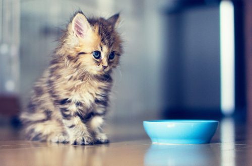 How to feed a kitten?