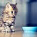The right diet for a kitten