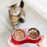 How to feed a pregnant cat?