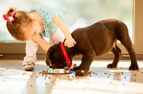 How to feed a puppy: general recommendations