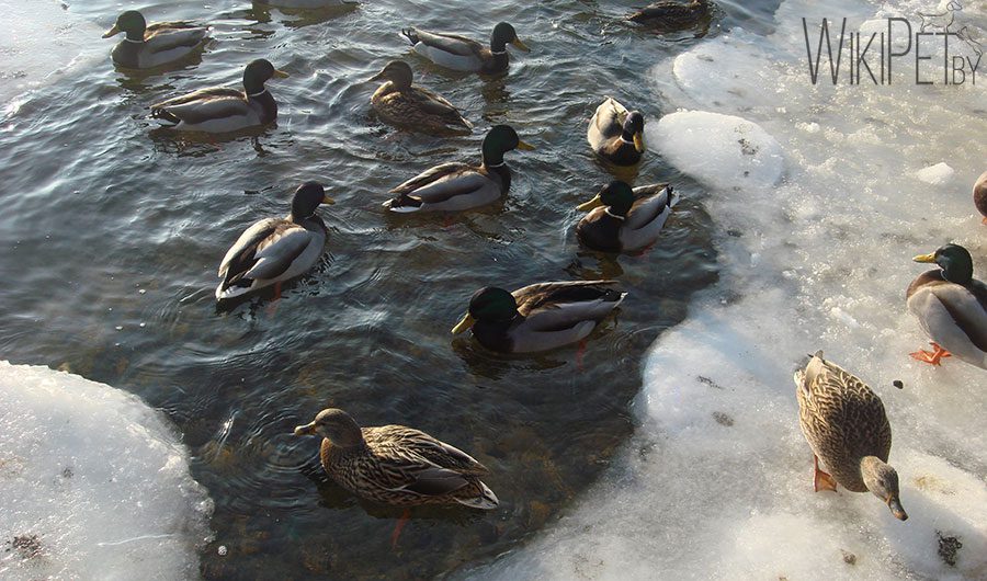 How to feed waterfowl in winter