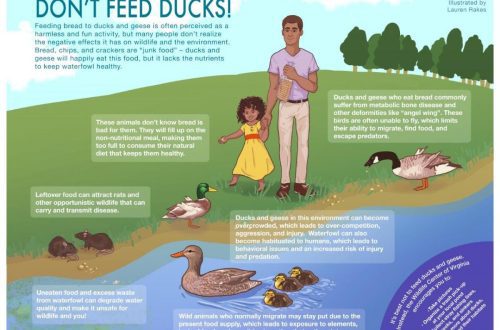 How to feed waterfowl in winter