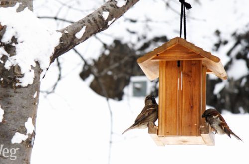 How to feed wild birds in winter and how to do it right