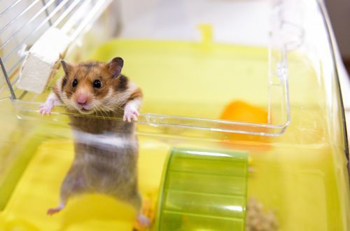 How to find a runaway hamster?