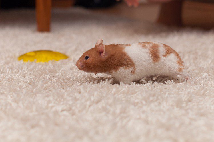 How to find a runaway hamster?