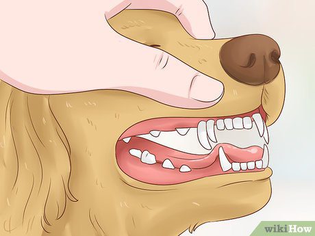 How to find out the age of a dog?
