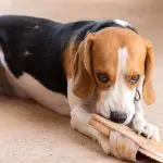 How to fix “bad” dog behavior that has been reinforced?