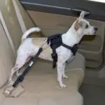 How to form a secure dog attachment