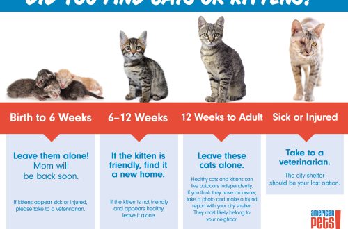 How to get a healthy kitten?