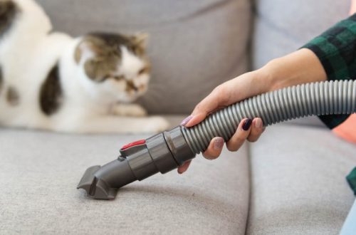 How to get rid of cat hair in the apartment?