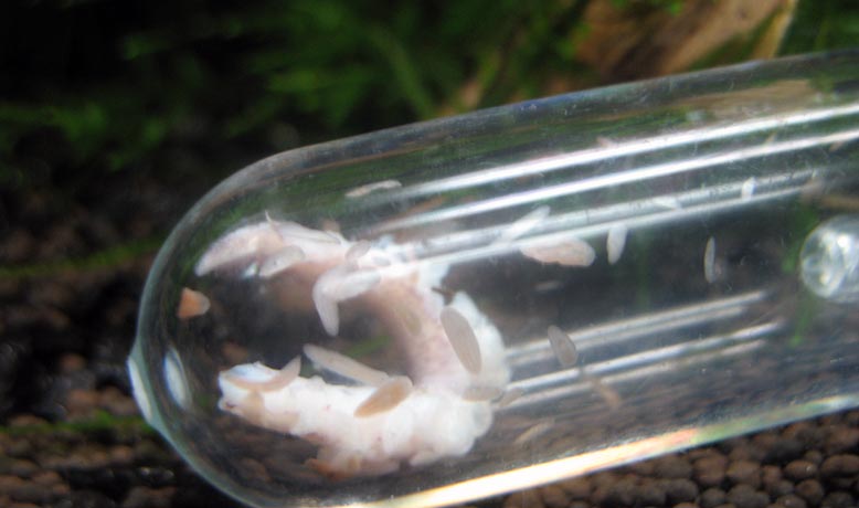 How to get rid of planaria in an aquarium