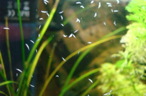 How to get rid of planaria in an aquarium