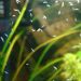 How nutrient deficiency in water affects aquarium plants