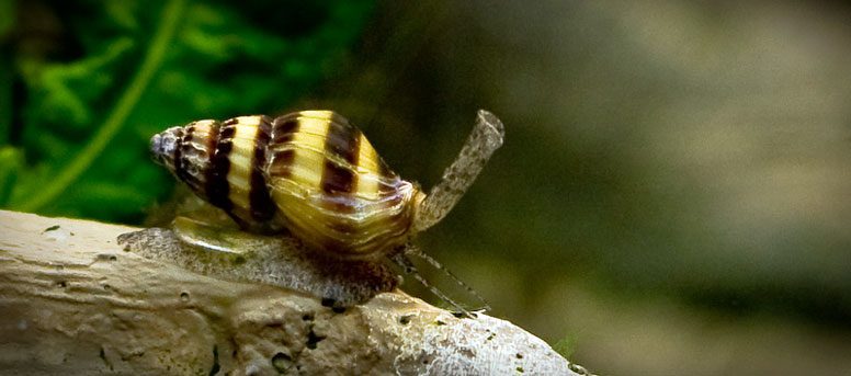 How to get rid of snails in an aquarium