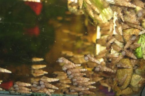 How to get rid of snails in an aquarium