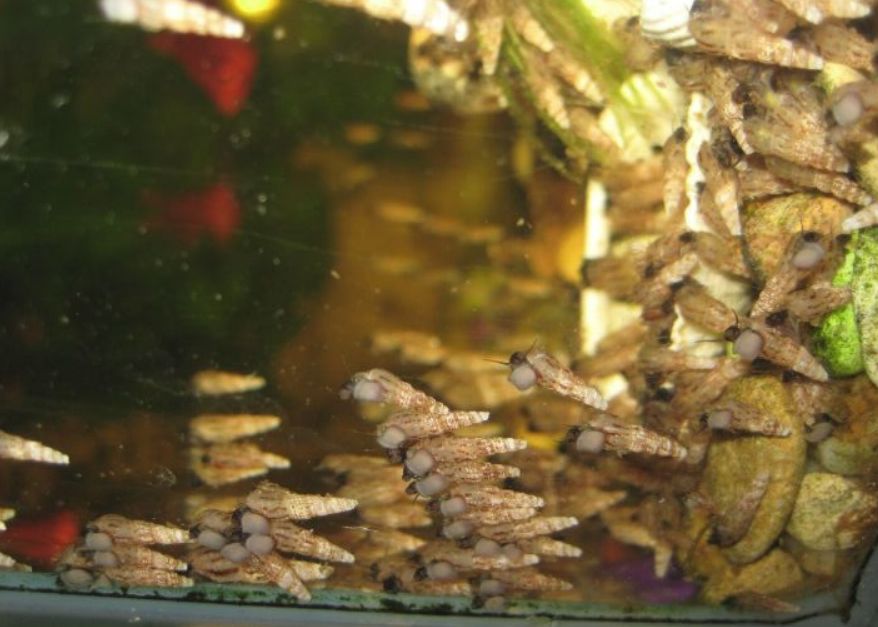 How to get rid of snails in an aquarium