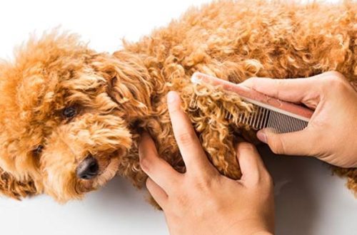 How to get rid of tangles in a dog?