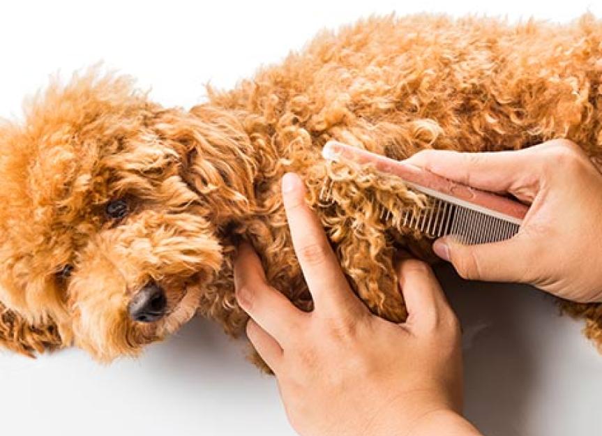 How to get rid of tangles in a dog?