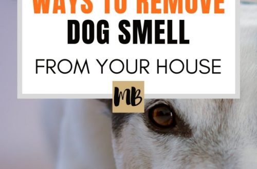 How to get rid of the smell of a dog in the apartment?