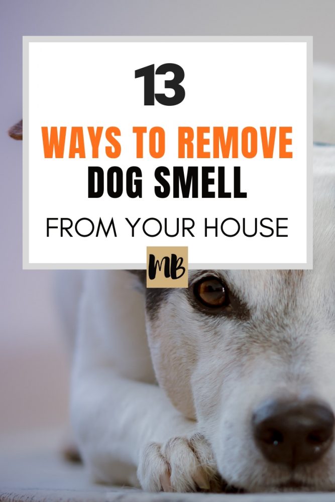 How to get rid of the smell of a dog in the apartment?