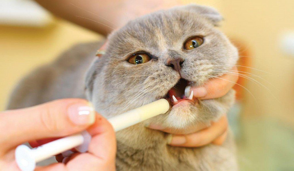 How to give a cat a pill - 5 ways and tips