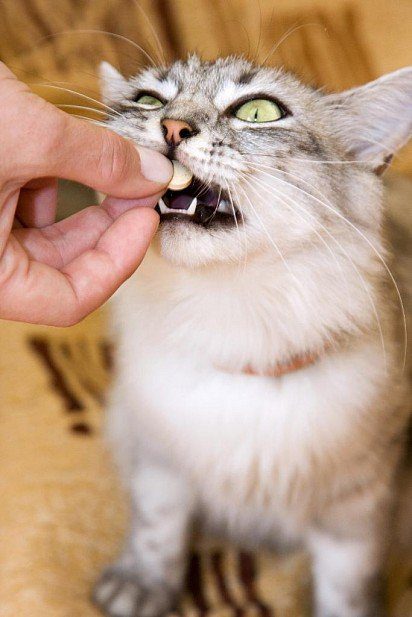 How to give a cat a pill - 5 ways and tips