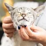 How to give a cat a pill