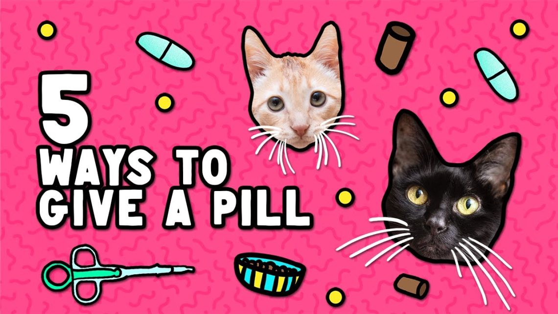 How to give a cat a pill &#8211; 5 ways and tips