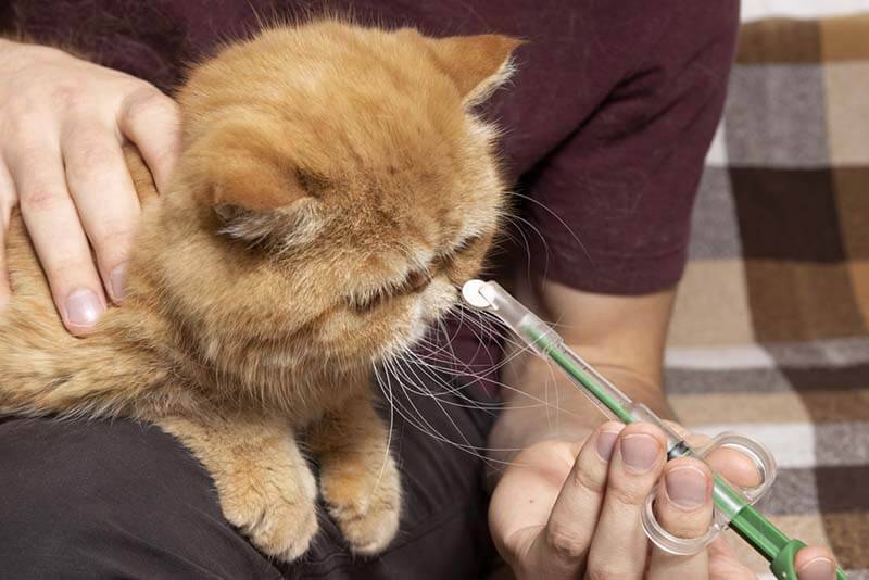 How to give a cat a pill