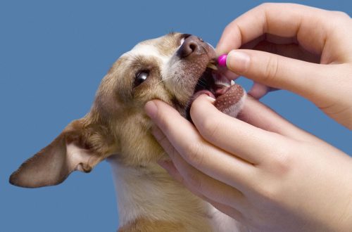 How to give a puppy a pill or medicine?