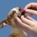 Vaccinations for puppies up to a year: vaccination table