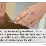 How to give an injection to a cat in the withers correctly