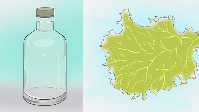 How to grow a ciliate shoe at home