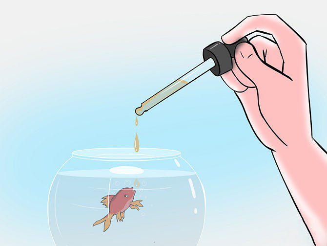 How to grow a ciliate shoe at home