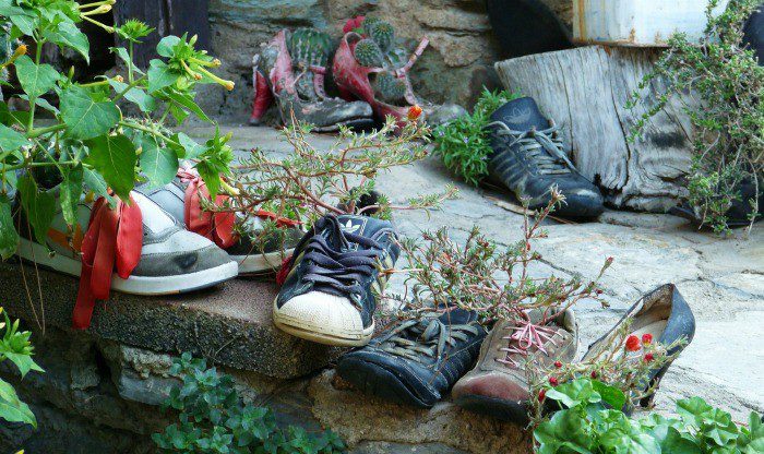 How to grow a ciliate shoe at home