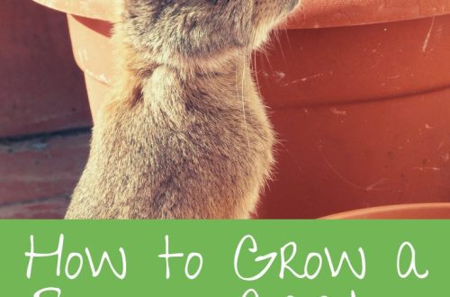 How to grow greens for a rodent and a rabbit?