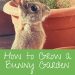 5 main rules for feeding rodents and rabbits